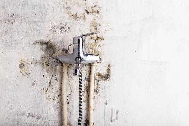 Best Emergency Mold Removal  in Winchester, KY