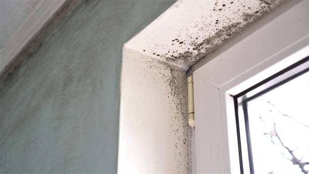 Best Residential Mold Removal  in Winchester, KY