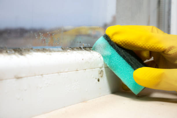Crawl Space Mold Removal in Winchester, KY
