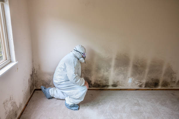 Certified Mold Removal in Winchester, KY